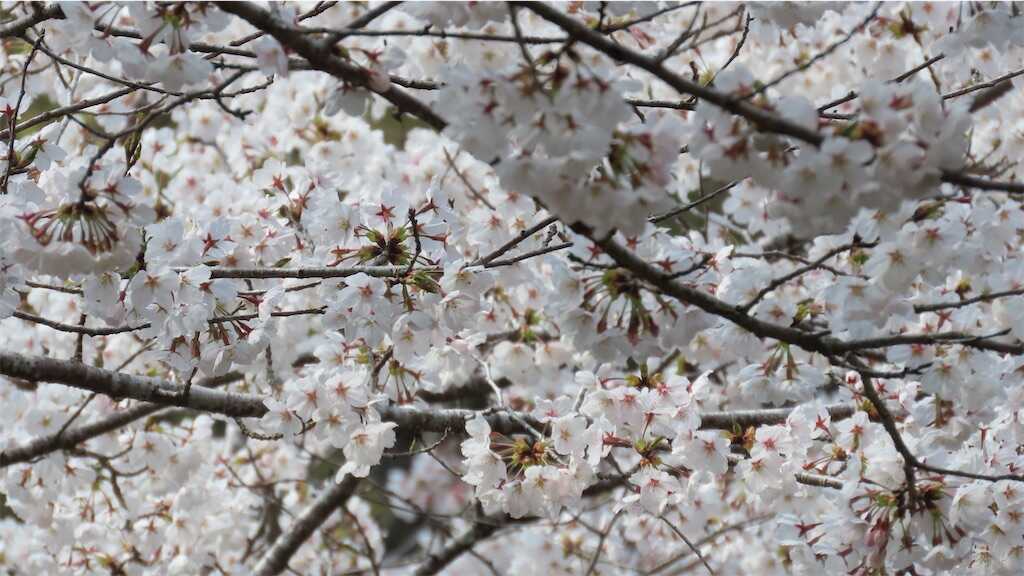 f:id:m3785com:20250411184152j:image