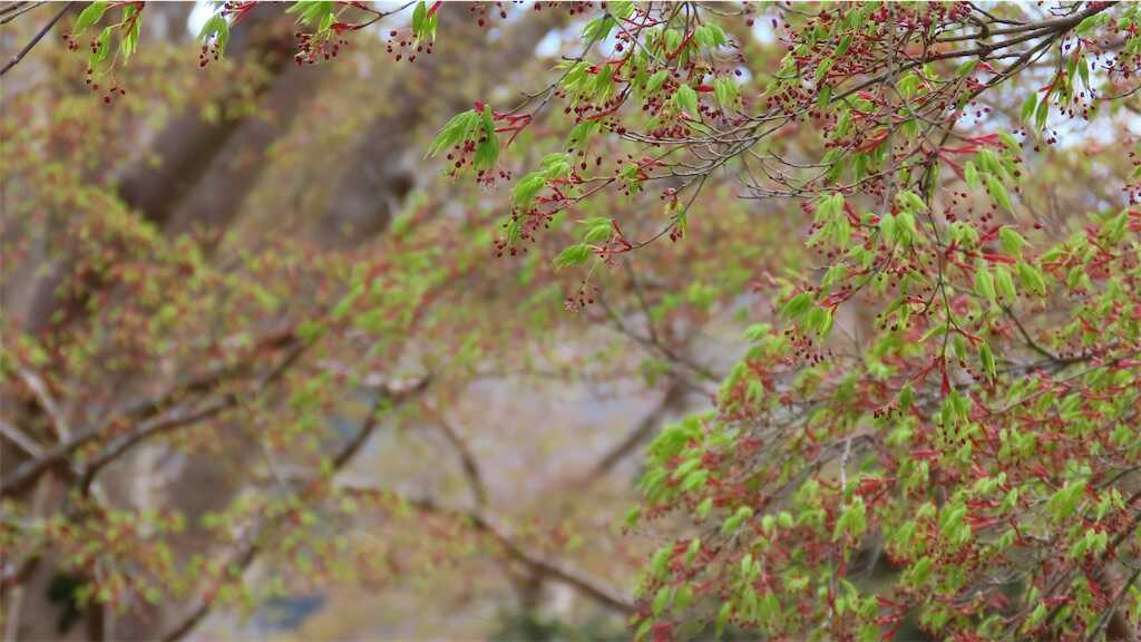 f:id:m3785com:20250411184156j:image