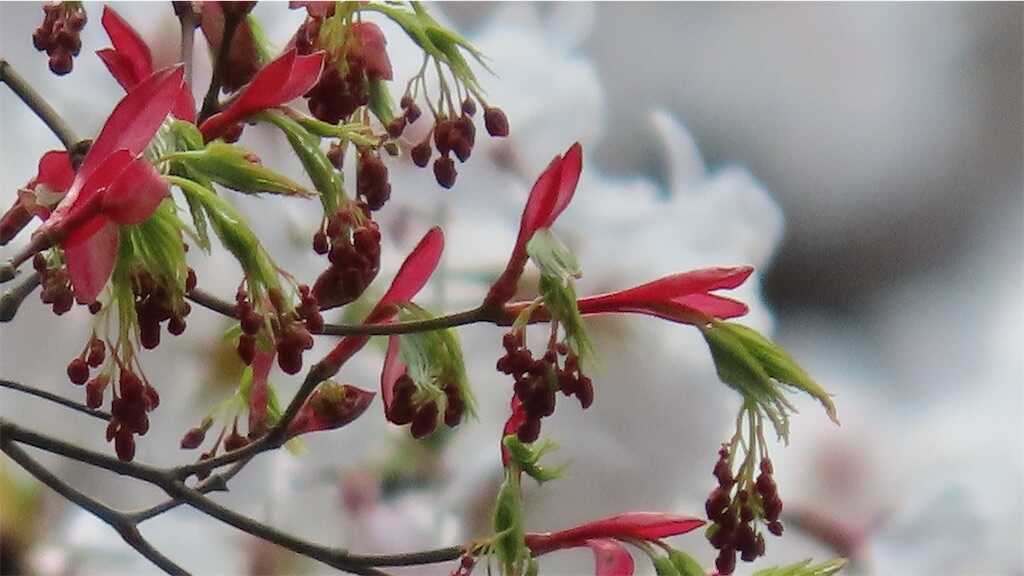 f:id:m3785com:20250411184201j:image