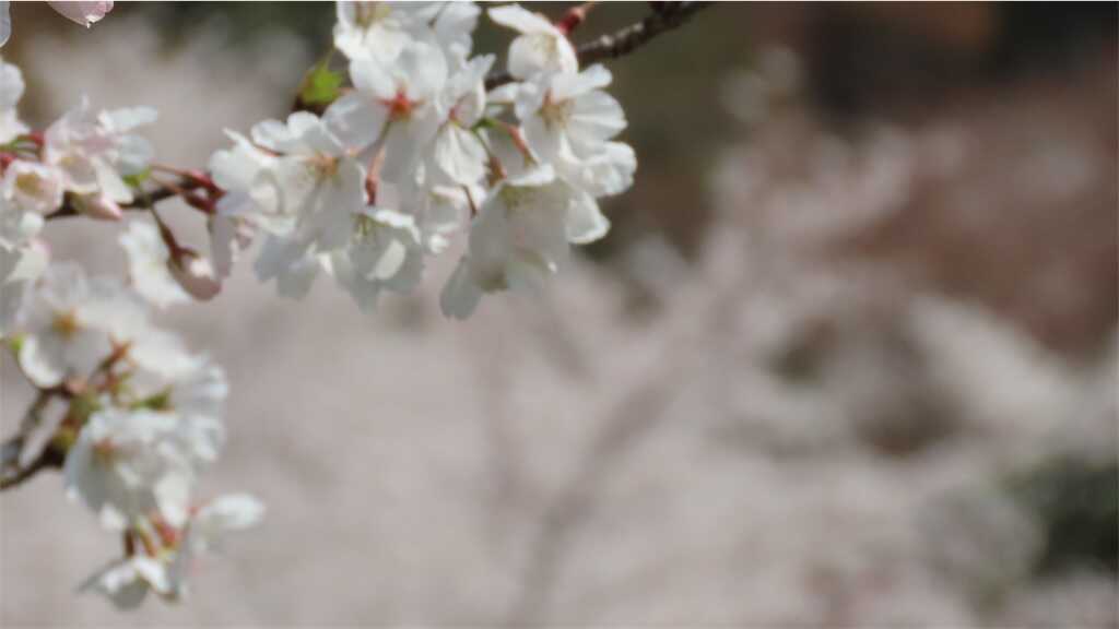 f:id:m3785com:20250411184733j:image