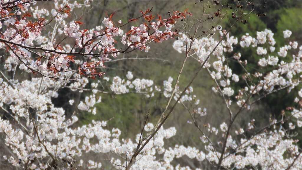 f:id:m3785com:20250411184737j:image