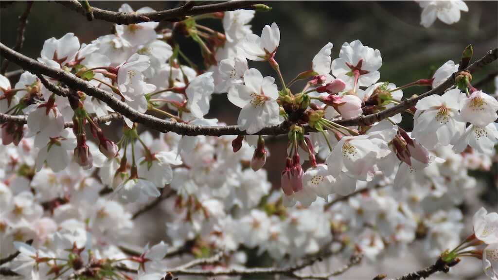 f:id:m3785com:20250411184754j:image