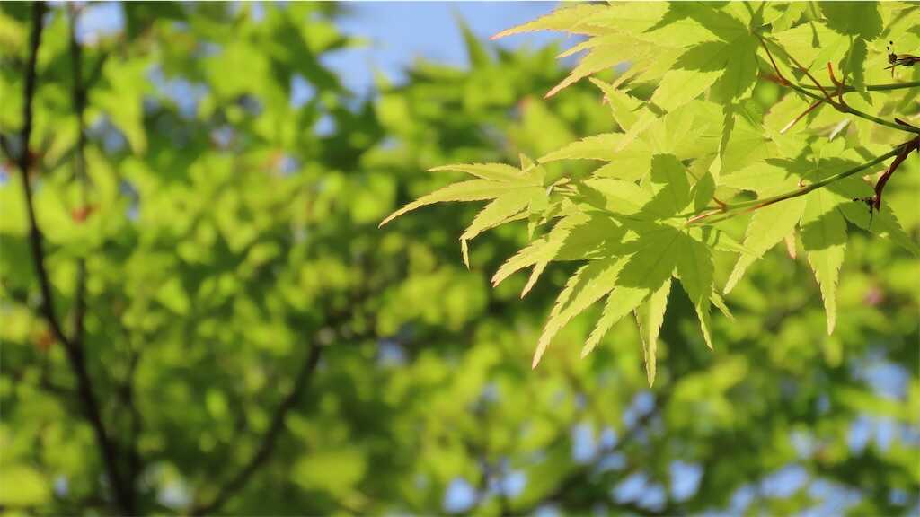 f:id:m3785com:20250508191000j:image