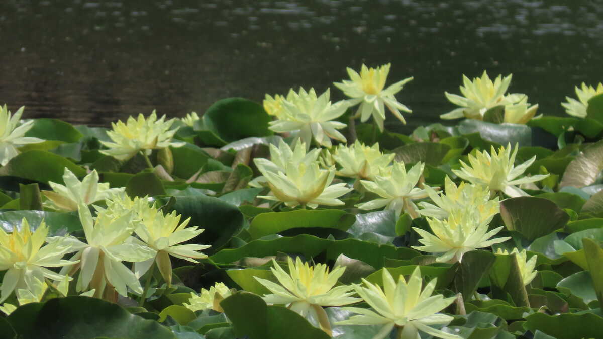 長居公園　植物園　睡蓮