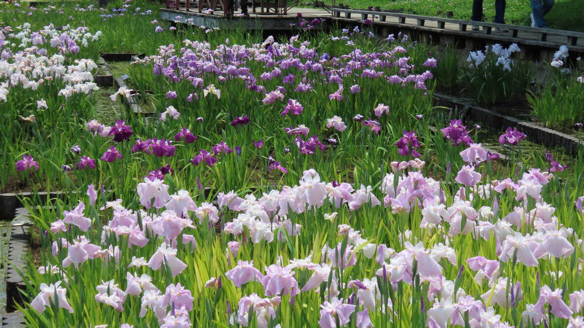 長居公園　植物園　菖蒲