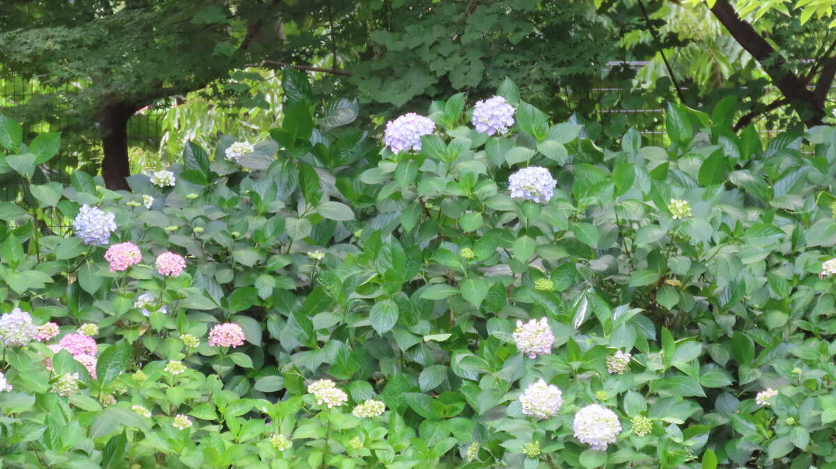 長居公園　植物園　あじさい園