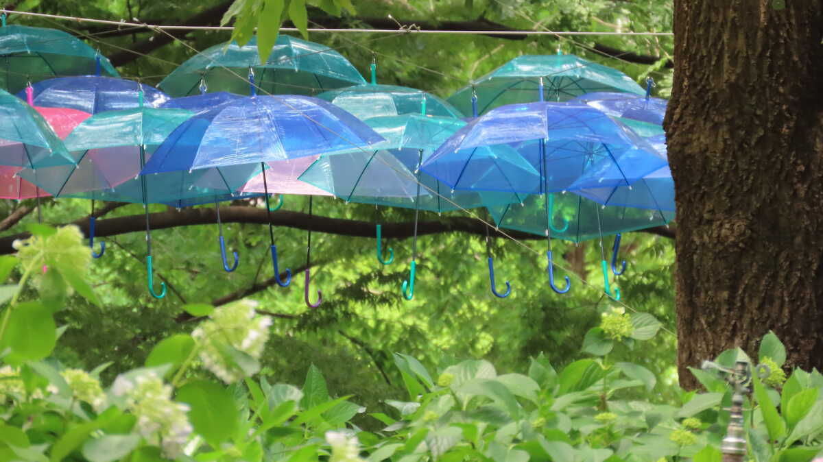 長居公園　植物園　傘
