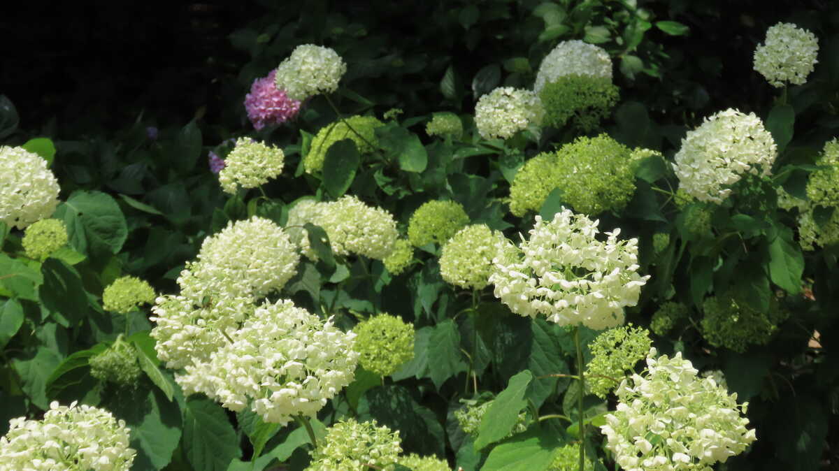 長居公園　植物園　あじさい園