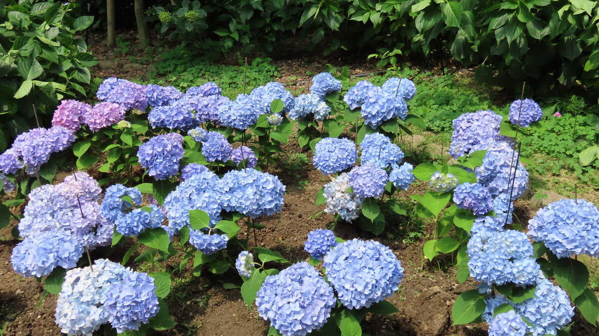 長居公園　植物園　あじさい園