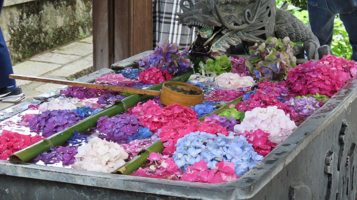 柳谷観音楊谷寺　花手水　紫陽花　あじさい