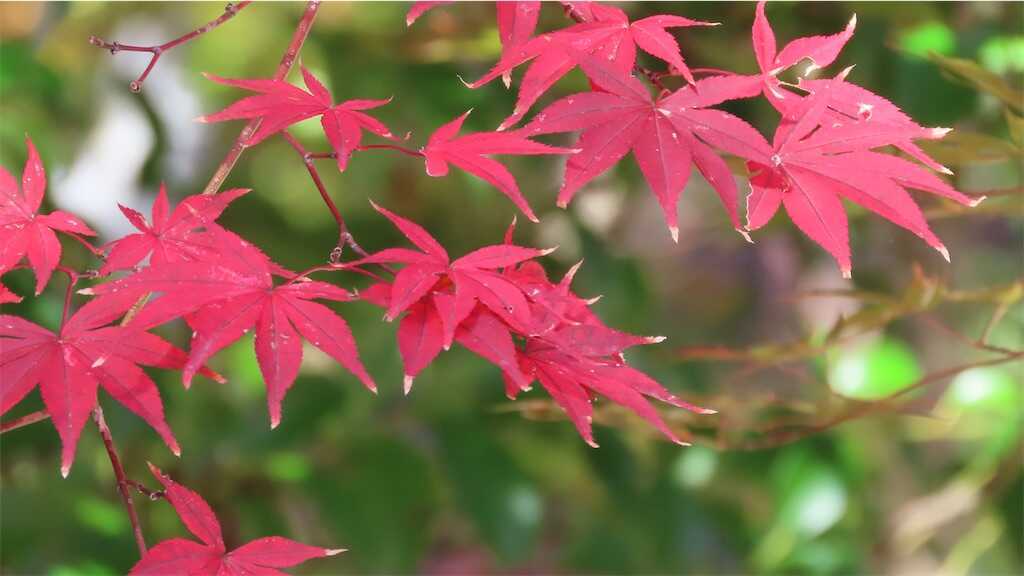 f:id:m3785com:20251118173929j:image