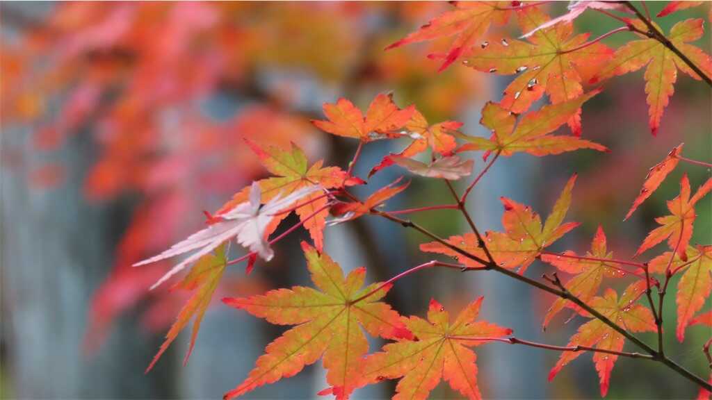 f:id:m3785com:20251123202120j:image