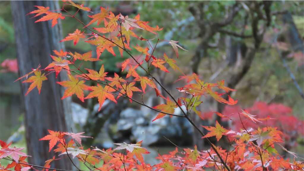 f:id:m3785com:20251123202133j:image
