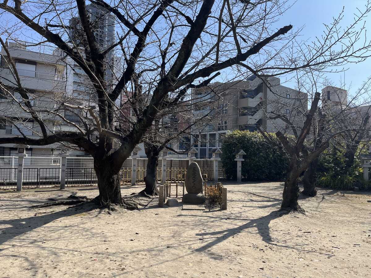 三光神社　三光さくら