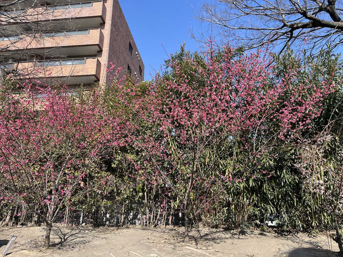 玉造稲荷神社　梅の花