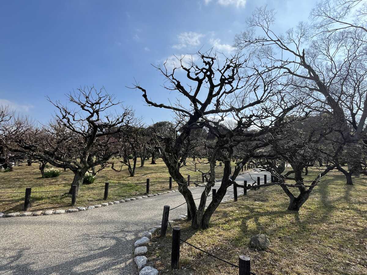 大阪城公園　梅林