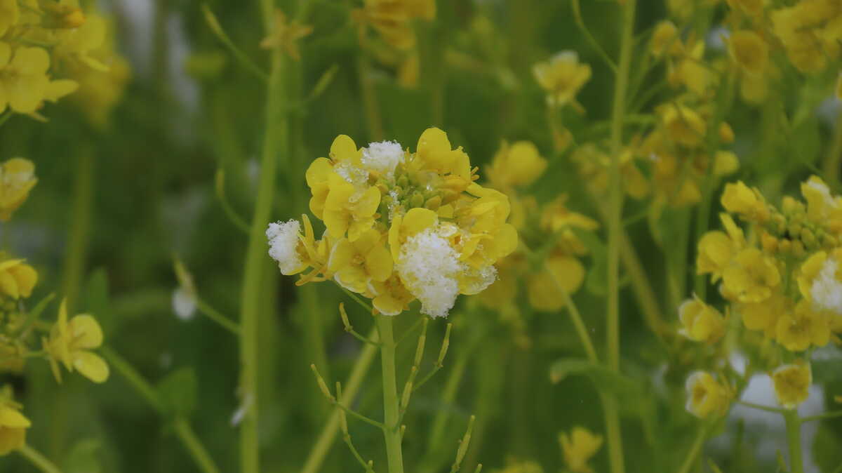万博記念公園　太陽の塔前の菜の花