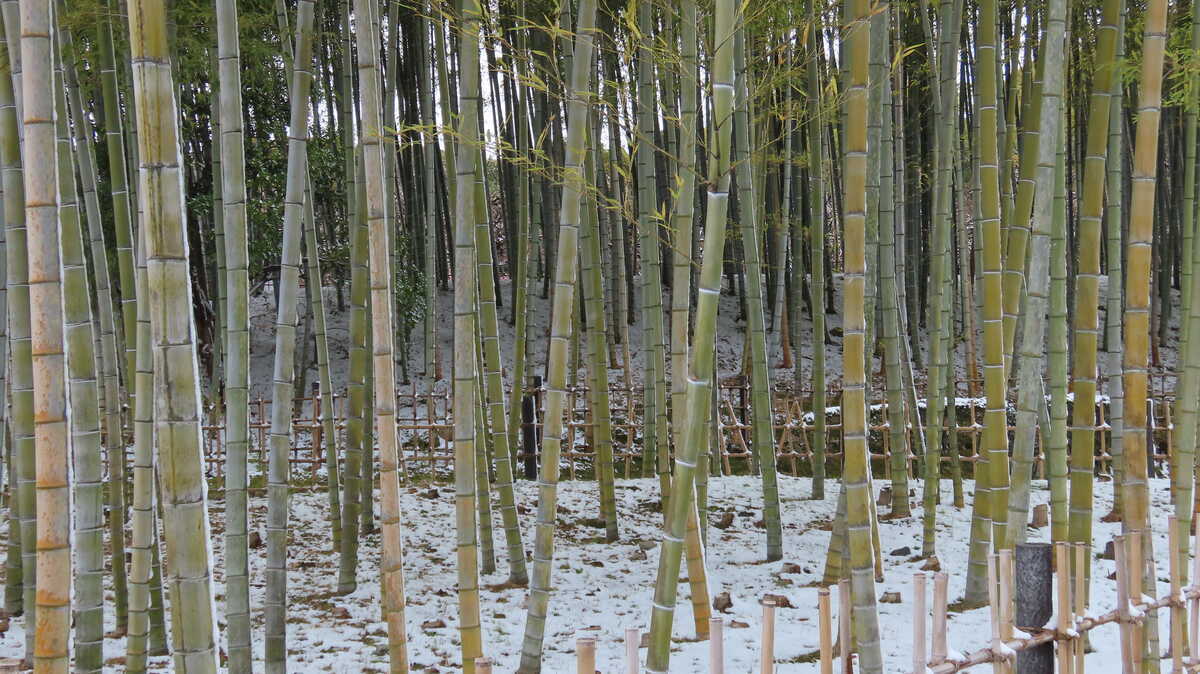 万博記念公園　竹林