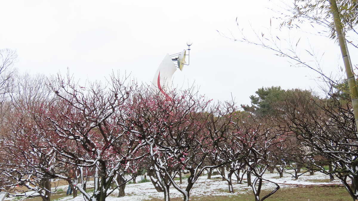 万博記念公園　梅まつり2026　梅と太陽の塔