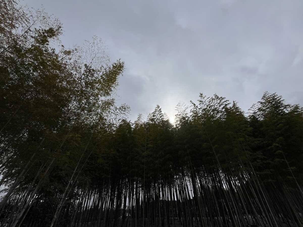 万博記念公園　竹林