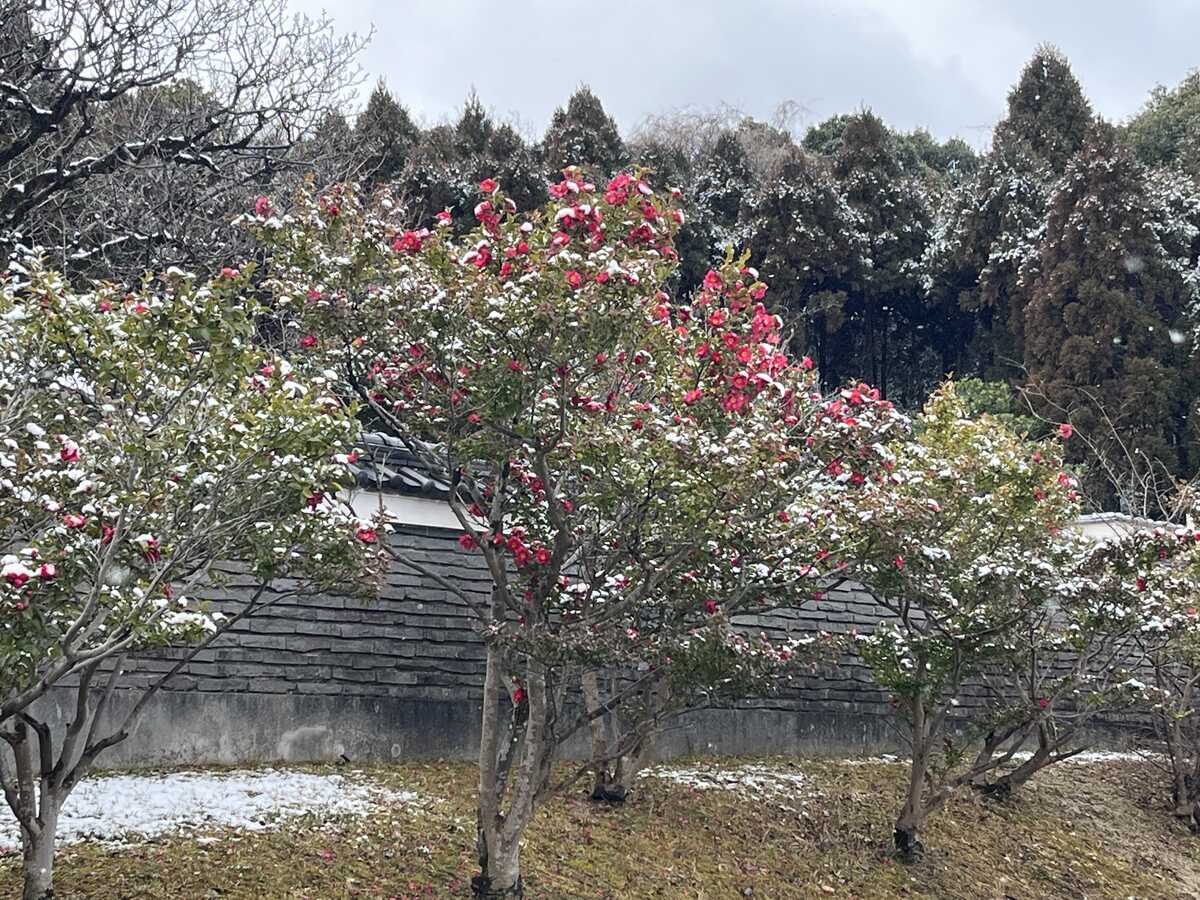 万博記念公園　水車茶屋前　椿