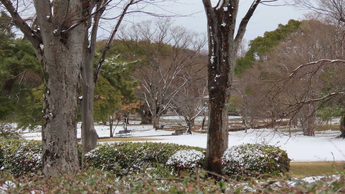 雪の万博記念公園