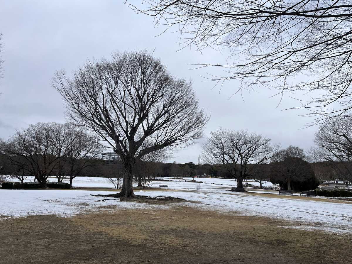 雪の万博記念公園