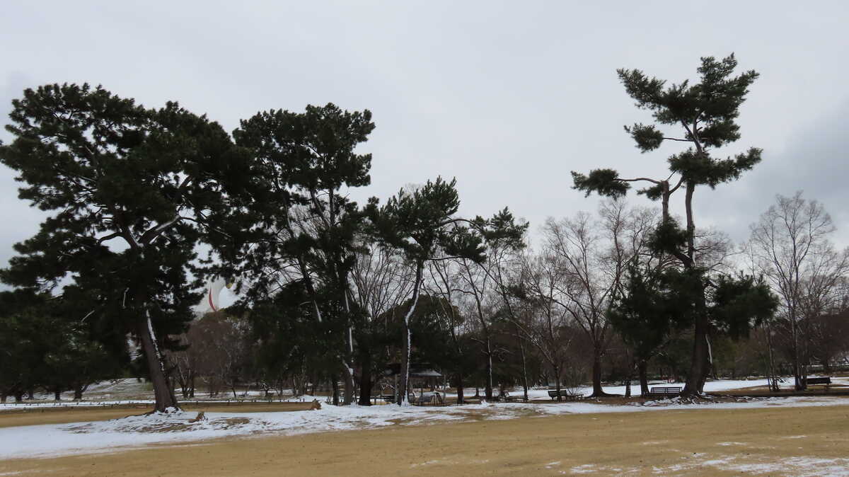 雪の万博記念公園