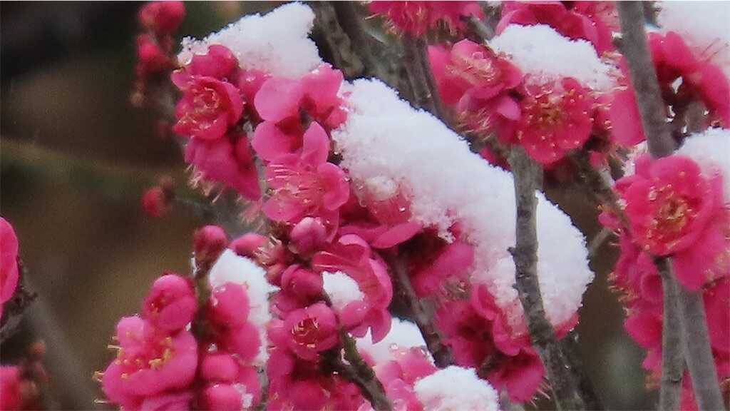 f:id:m3785com:20260209173727j:image