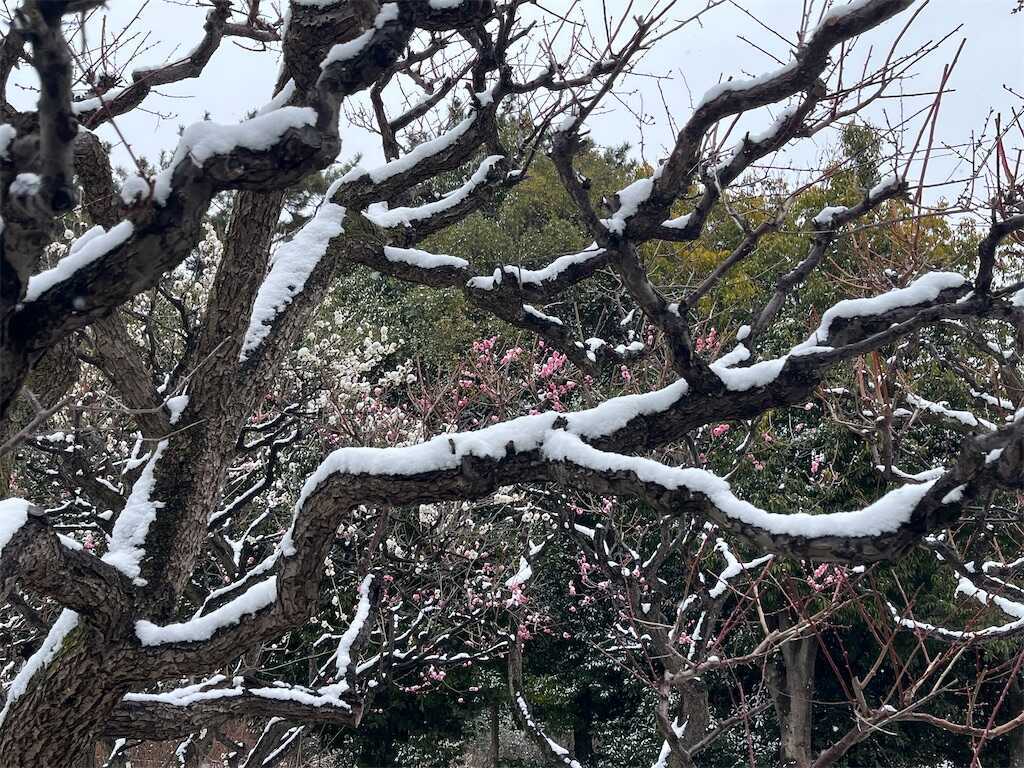 f:id:m3785com:20260209175356j:image