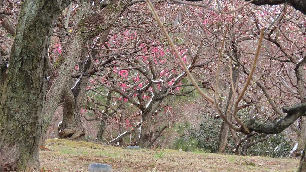 f:id:m3785com:20260210180437j:image