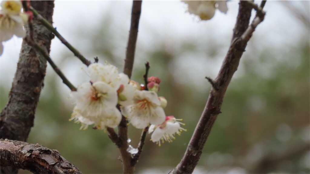 f:id:m3785com:20260210180447j:image