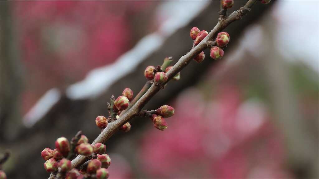 f:id:m3785com:20260210180450j:image