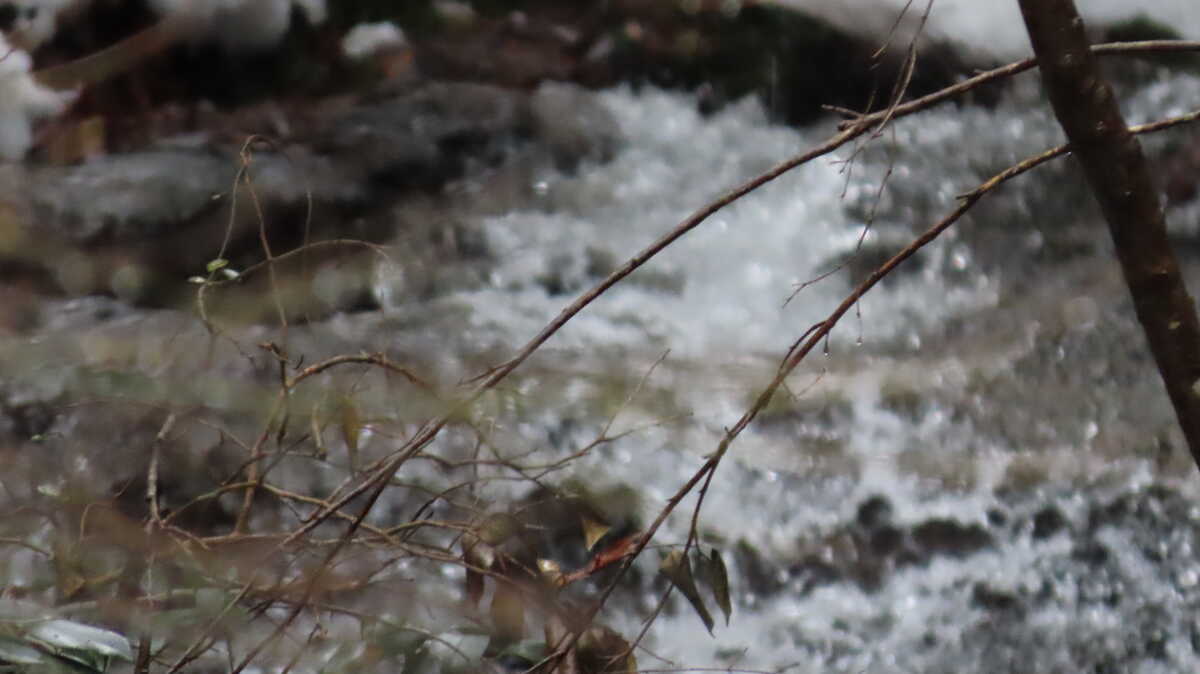 大原 来迎院 音無しの滝