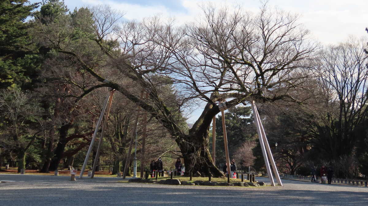 京都御苑　清水谷家の椋