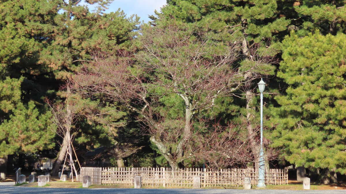 京都御苑　黒木の梅