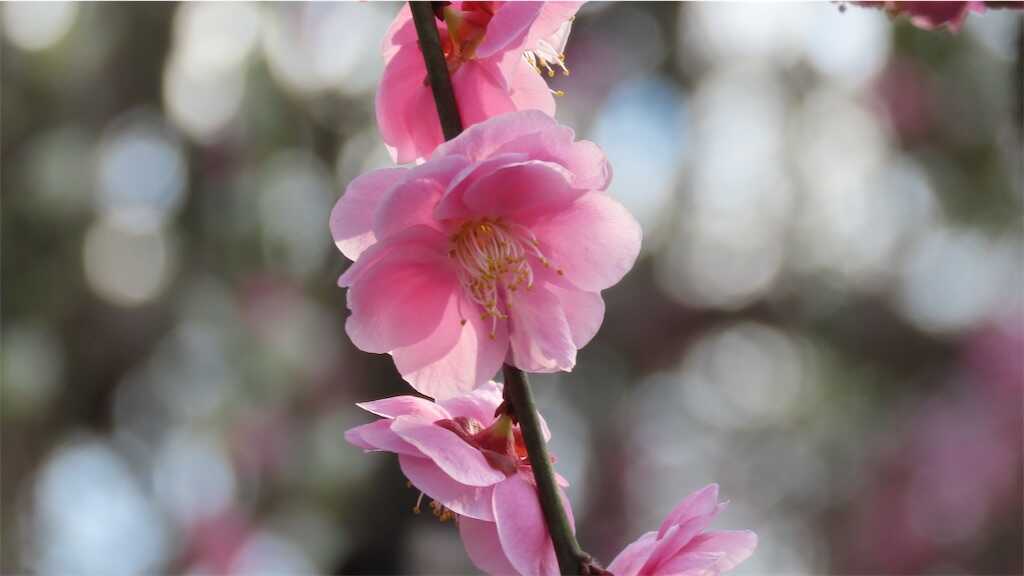f:id:m3785com:20260223104250j:image