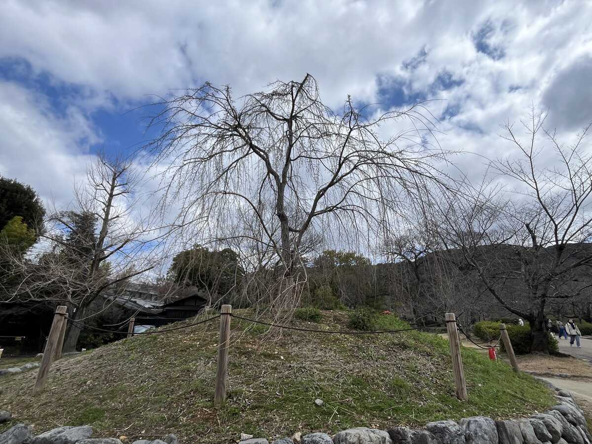 京都円山公園　次世代の枝垂桜。