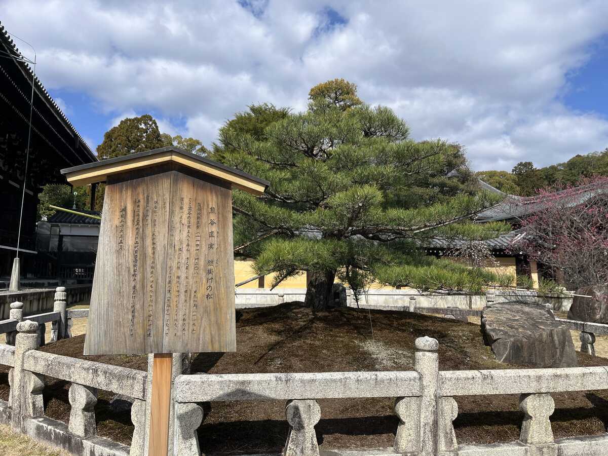 熊谷直実　鎧掛けの松