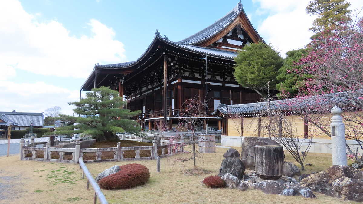 金戒光明寺　熊谷直実　鎧掛の松と御影堂と梅