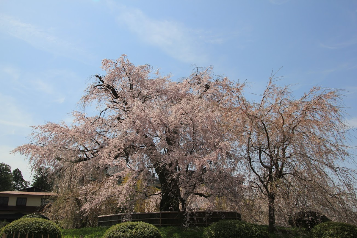 円山公園枝垂桜（シダレサクラ）