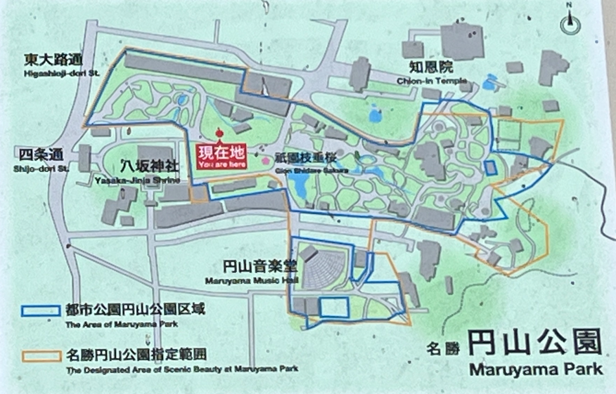 円山公園枝垂桜　マップ