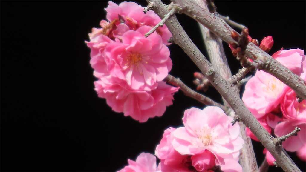 f:id:m3785com:20260313174507j:image