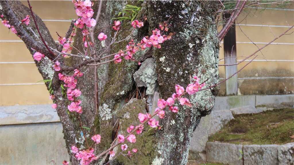f:id:m3785com:20260313174534j:image