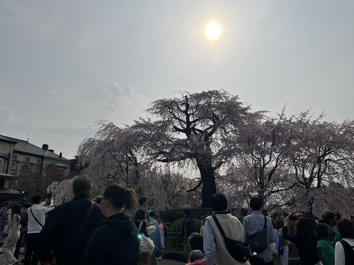 祇園しだれ桜