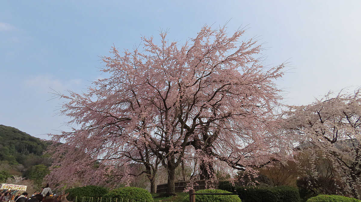 祇園しだれ桜　円山公園