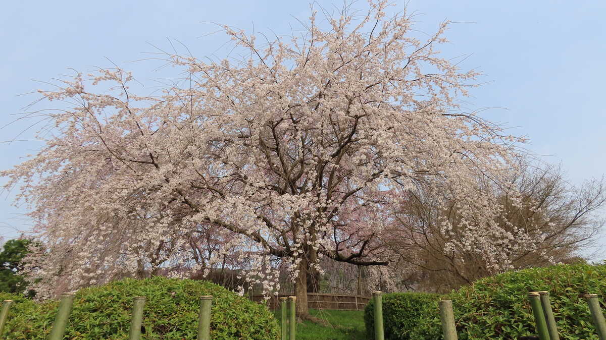 祇園しだれ桜　円山公園