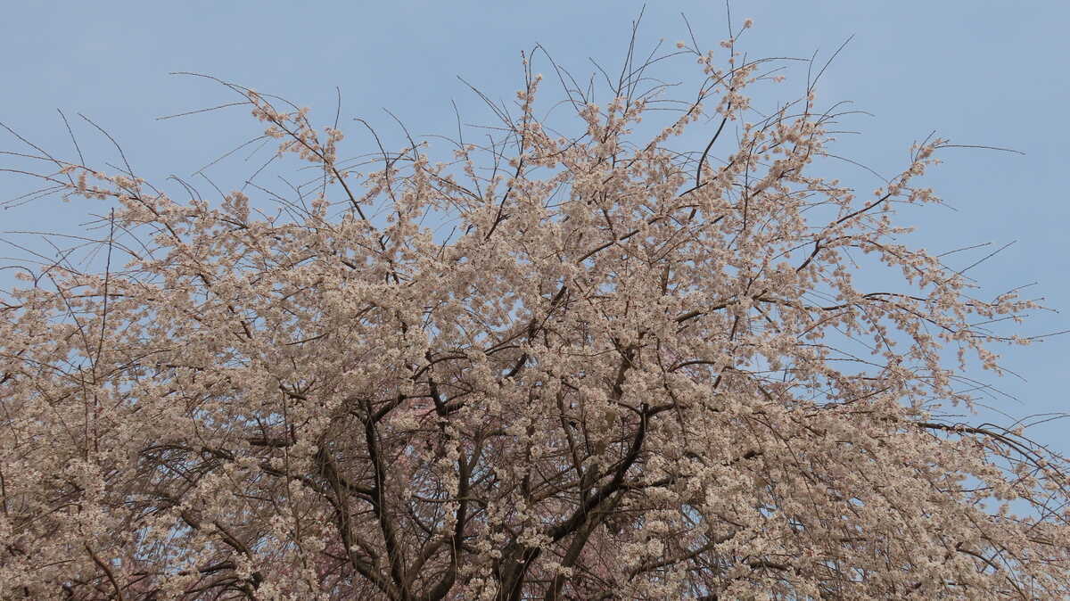 祇園しだれ桜　円山公園