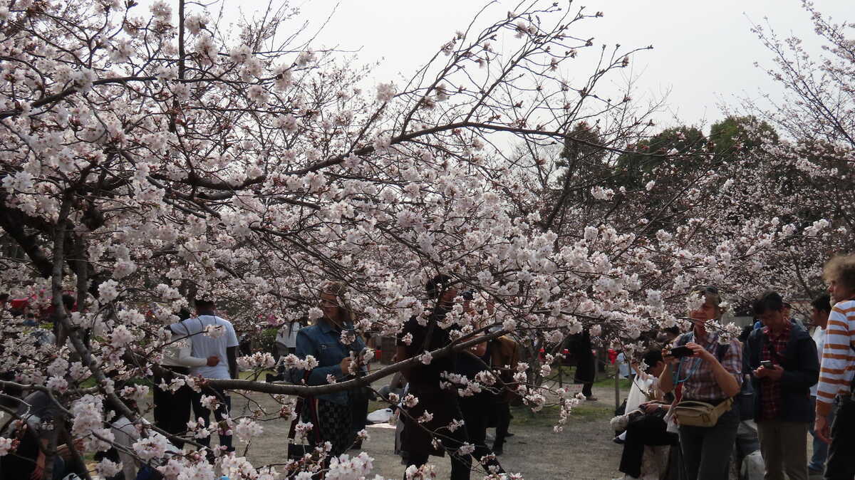 花見の円山公園