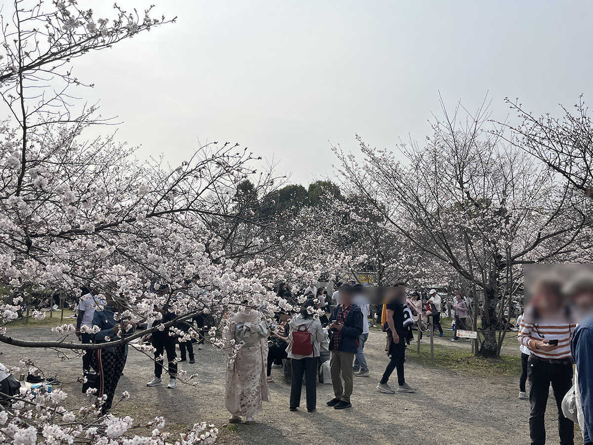 花見の円山公園